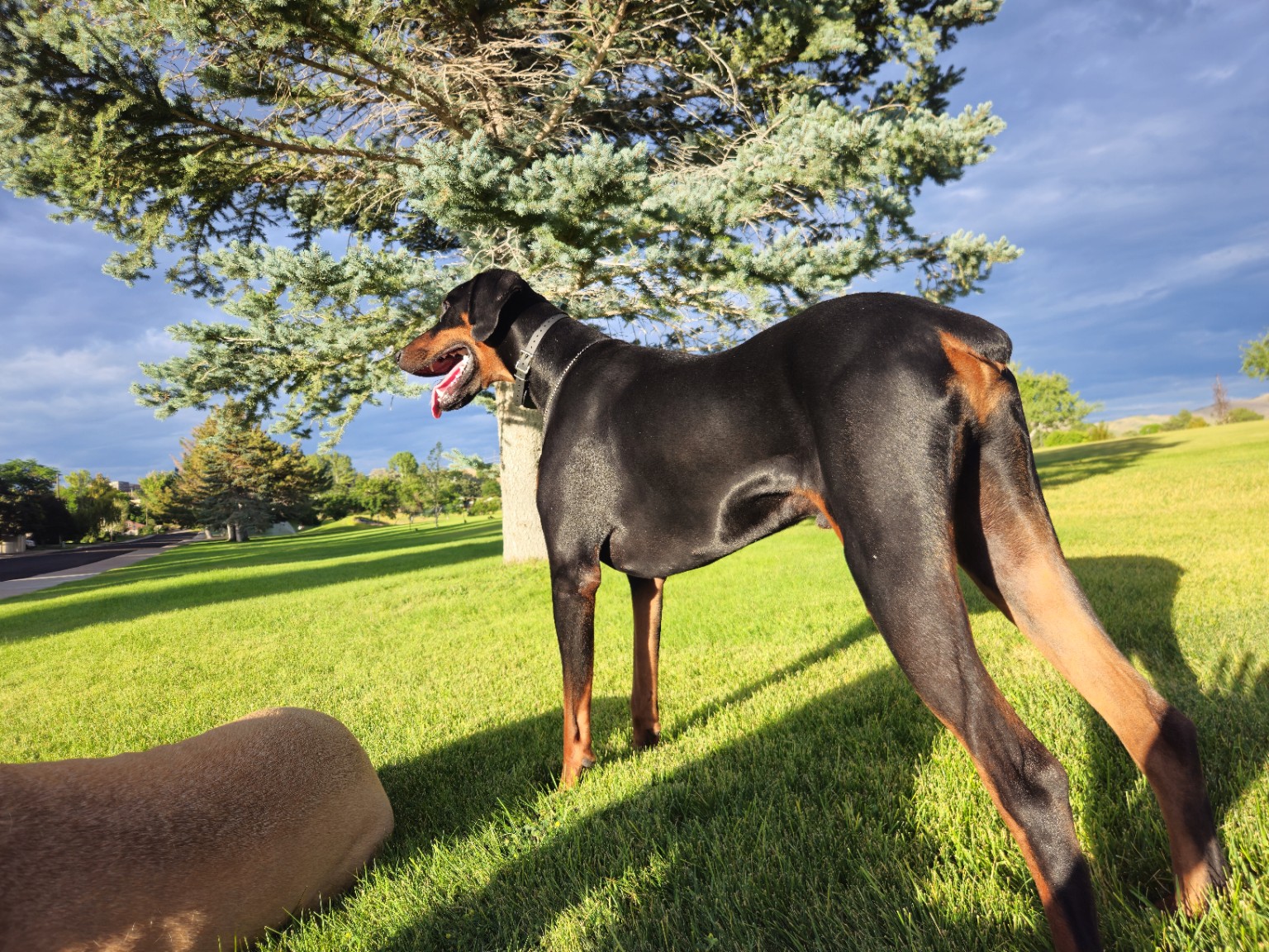 Axiom, a service dog in training, enjoying time outdoors