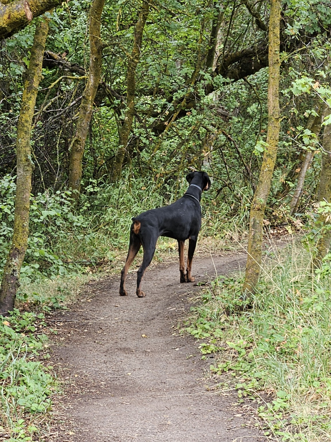 Doberman looking ahead on a wooded trail