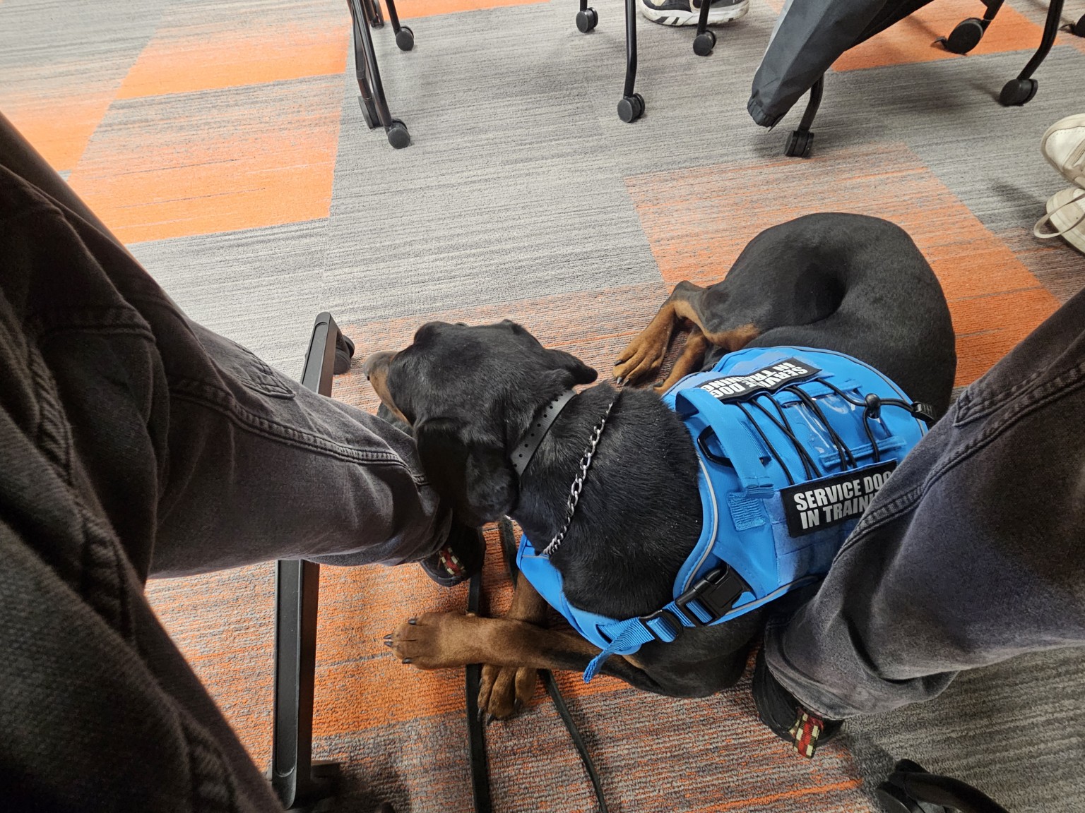 Axiom in a service dog in training vest resting beside his handler
