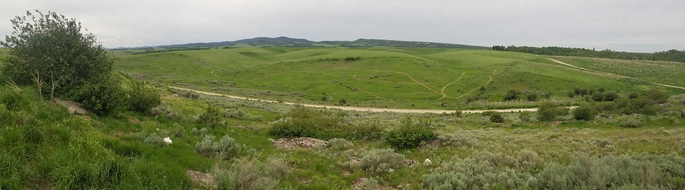 Open green land and training trails at Puppy Hotail and Spa