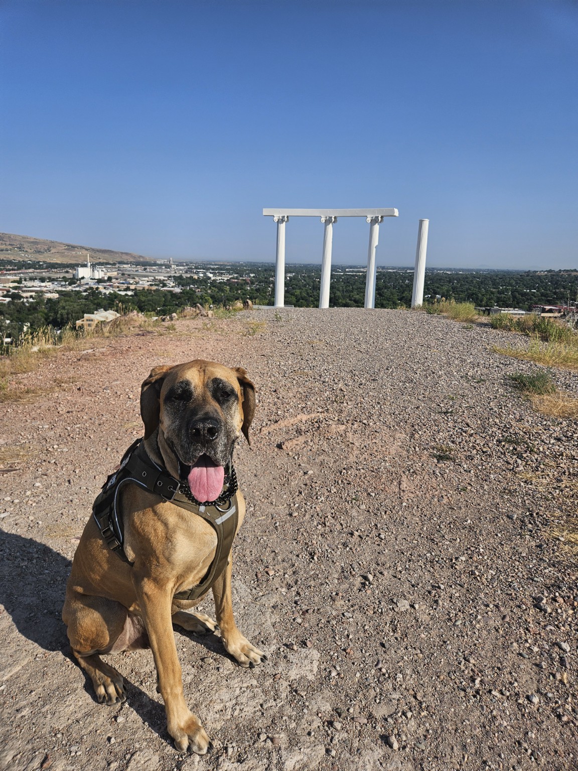 Freyr, a tan dog, sitting outdoors
